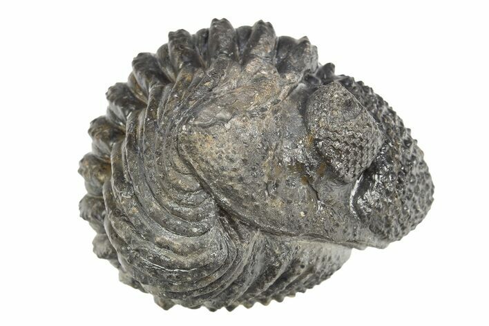 Perfectly Enrolled Drotops Trilobite - About Around #312782